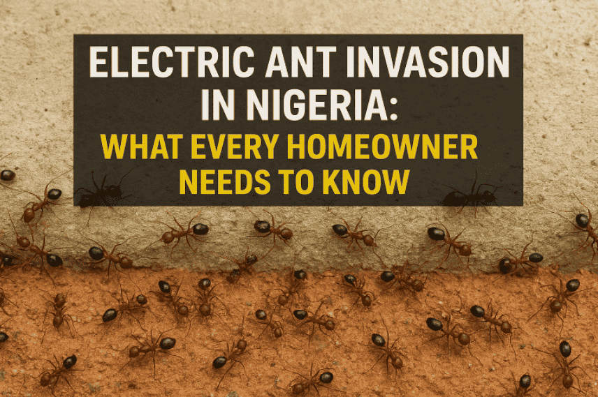 photo of electric ant