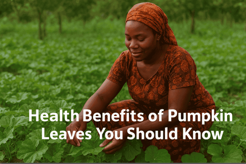 Photo of a Nigerian Woman Plucking Some Pumpkin Leaves In Her Garden.